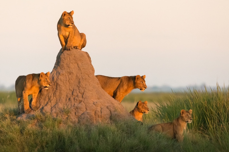 lions, Africa, the cubs, 1080P, mound, pride