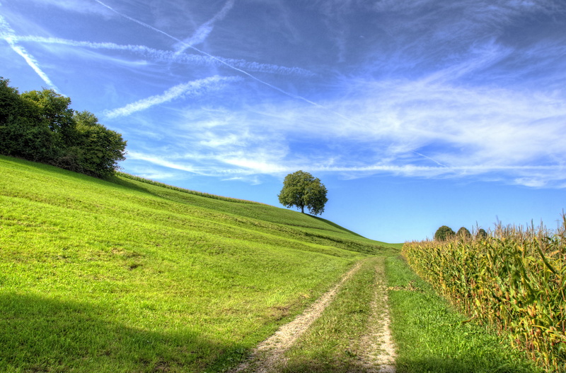 green, green color, no people, scenery, scenics - nature, solo, environment, mound, sky, growth, road, path, tree, hill, 4K, tranquil scene, grassland