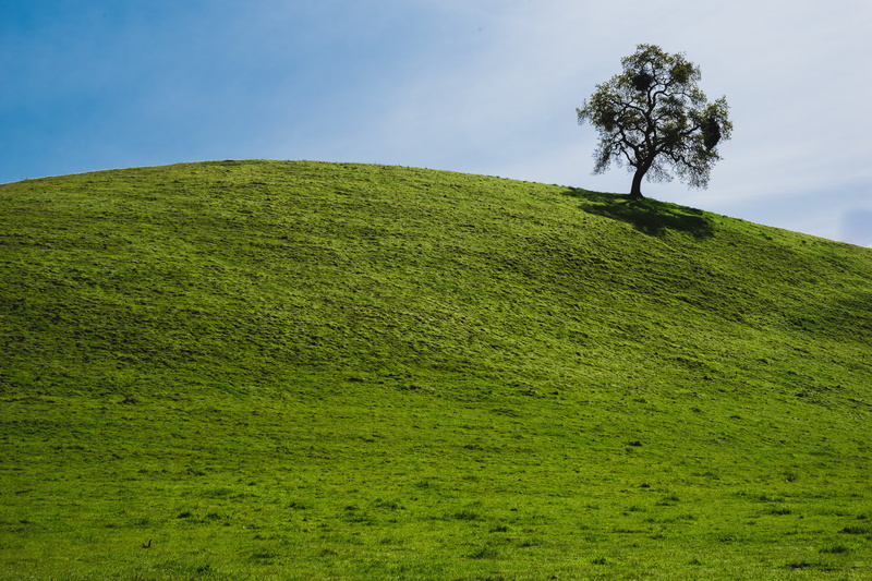 usa, sunol wilderness, 5K, beauty in nature, non-urban scene, ca, lone, tranquility, day, tranquil scene, hill, cloud - sky, oak, tree, grassland, mound
