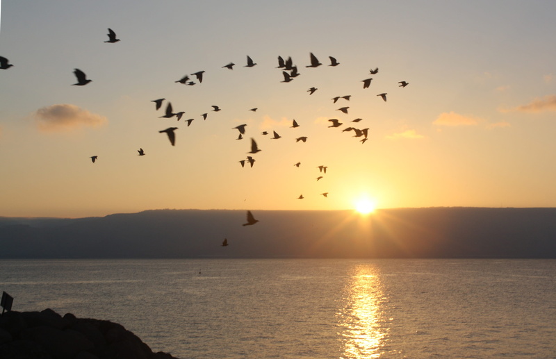 group of animals, sunset, silhouette, jewish, sunlight, israel, 2K, flying, large group of animals, outdoors, bird, vertebrate, nature, animal wildlife