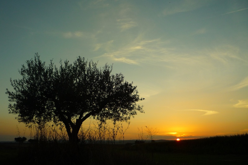 tranquility, tranquil scene, green, 2K, outdoors, sky, olive, landscape, sunset, sun, photo, tree, field, beauty in nature, silhouette, extensive, non-urban scene