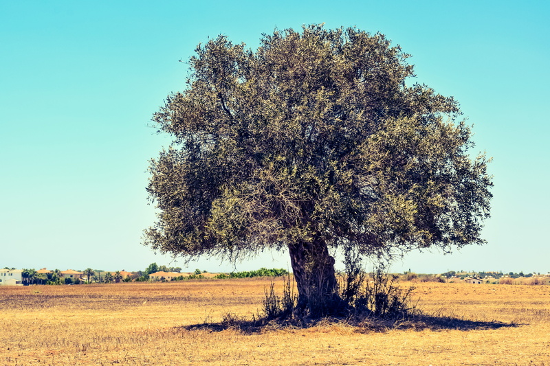 plant, scenics - nature, outdoors, tranquility, beauty in nature, mazotos, green, landscape, Field, sky, growth, blue, Olive Tree, day, country, land, Agriculture