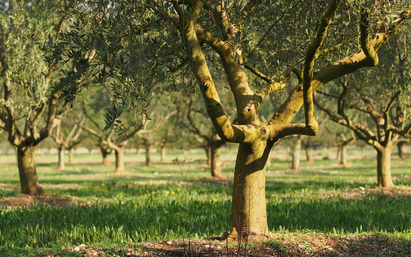 green color, no people, plant, grasses, olivier, tranquility, trunk, nature, human representation, sunlight, fields, art and craft, environment, close up