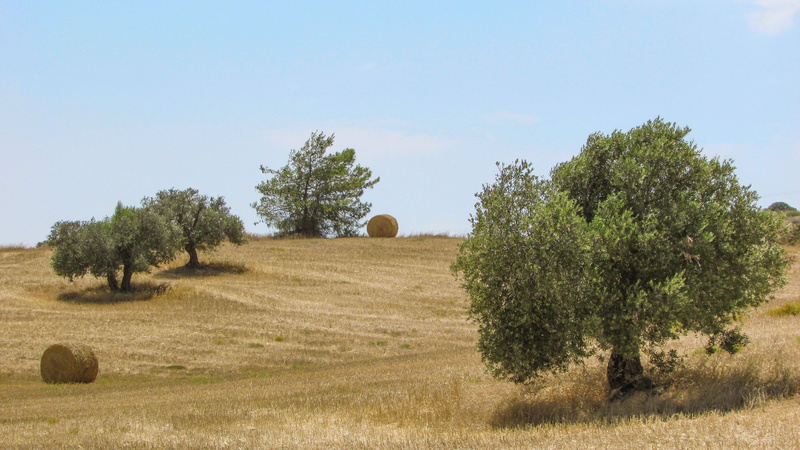 farm, field, olive tree, tranquil scene, cyprus, environment, summer, beauty in nature, 4K, nature, land, outdoors, agriculture, hay, countryside, scenics - nature