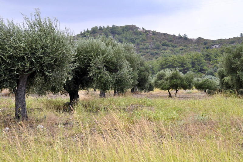 forest, environment, landscape, animal, tree, animal wildlife, plain, olive trees, day, field, outdoors, grass, growth, tranquility, semi-arid, land, rhodes