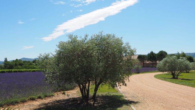 goult, lavender, no people, rural scene, outdoors, footpath, cloud - sky, tranquility, landscape, road, plant, direction, Property, field, scenics - nature