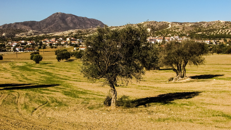 rolling landscape, building exterior, village, countryside, autumn, agriculture, Landscape, grass, scenics - nature, tree, green color, sunlight, day, growth