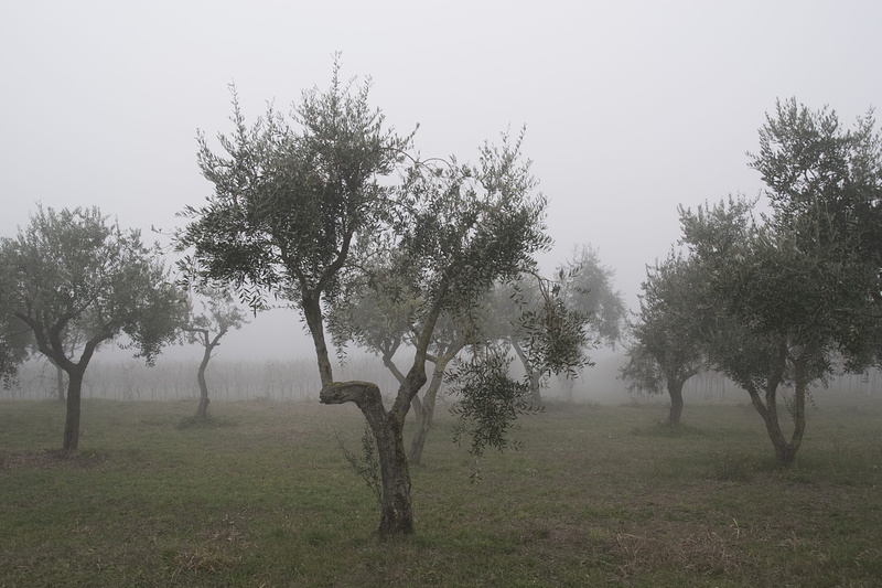 landscape, outdoors, land, field, agriculture, Olive Tree, no people, growth, 5K, nature, Trees, non-urban scene, Winter, environment, tranquil scene