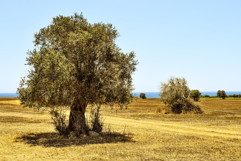 scenics, tranquility, meadow, growth, rural Scene, beauty in nature, farm, plant, Field, outdoors, grass, 5K, countryside, rural, tranquil scene, summer