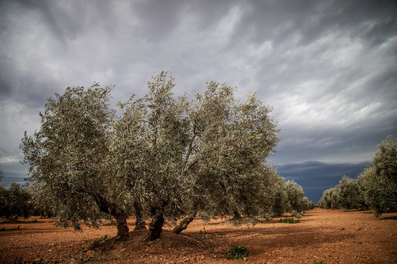 nature, day, tranquility, Spain, treelined, non-urban scene, landscape, growth, tranquil scene, Tree, scenics - nature, beauty in nature, road, sky, plant