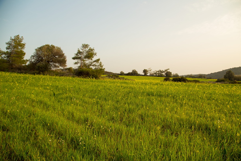 no people, tranquility, sky, day, scenics - nature, landscape, tree, growth, 5K, land, beauty in nature, field, plantation, cyprus, outdoors, agriculture