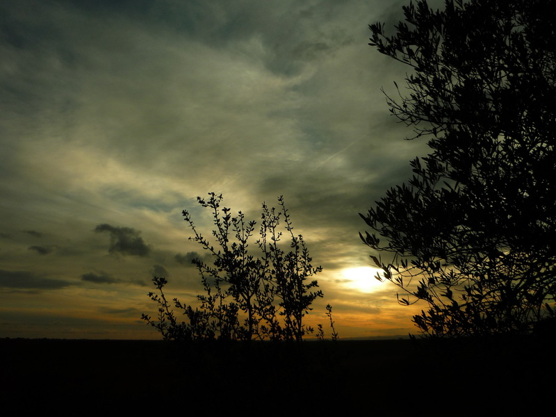 landscape, horizon, sky, scenics - nature, environment, no people, plant, tranquil scene, olive, forest, sunset, clouds, idyllic, silhouette, land, 2K