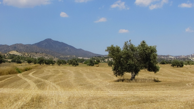 rural scene, Countryside, cloud - sky, tree, scenics, day, plant, Olive Tree, growth, tranquil scene, tranquility, environment, scenery, outdoors, land