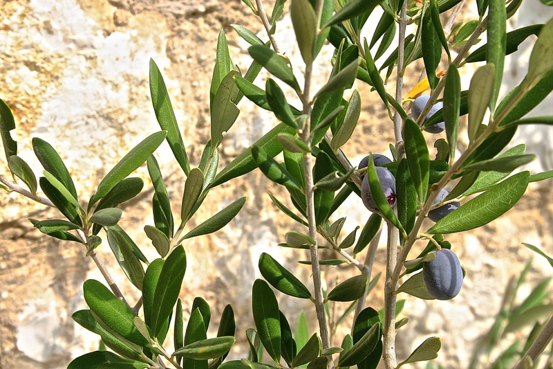 leaf, fruit, plant, nature, field, plum, freshness, olive, food, plant part, black, no people, beauty in nature, green color, food and drink, close-up