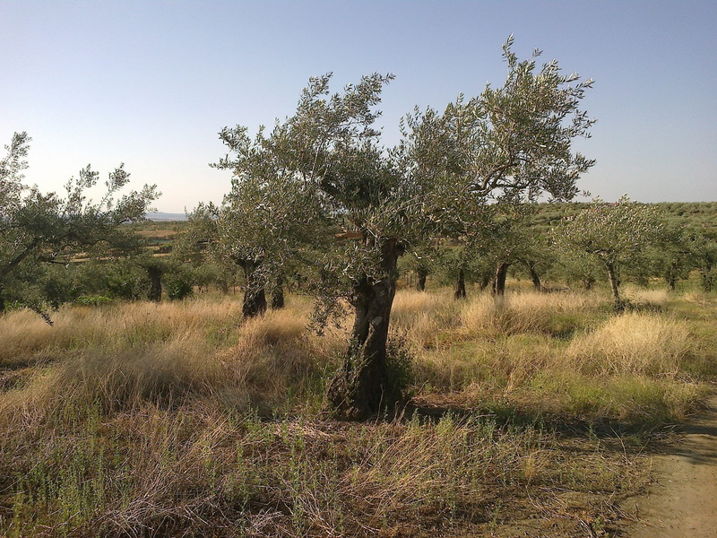 growth, environment, clear sky, tranquil scene, remote, day, tree, beauty in nature, land, plant, olive, outdoors, tranquility, grass, sky, non-urban scene