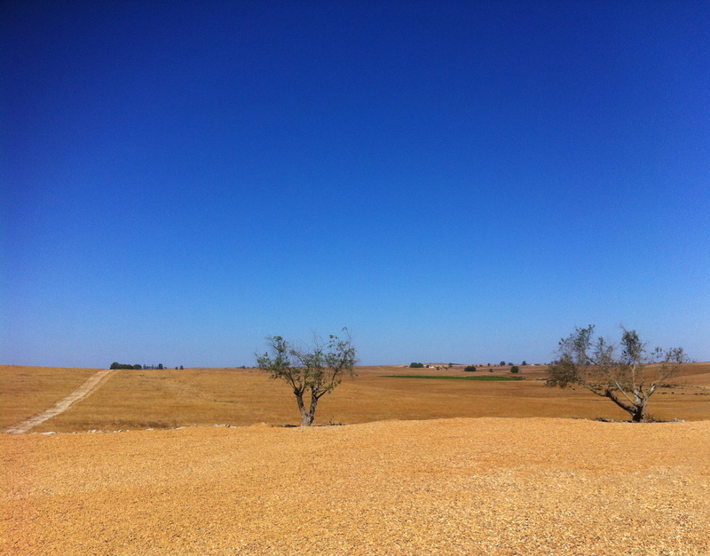 1080P, outdoors, tree, castro verde, desertification, alentejo, rural scene, climate, tranquility, portugal, scenics - nature, olive tree, no people, day
