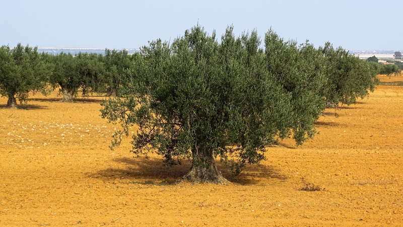 food and drink, field, agriculture, sunlight, environment, tranquility, green color, olive, tree, trees, nature, olivier, outdoors, sky, day, 2K, beauty in nature