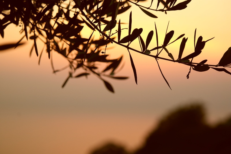 plant part, no people, olive tree, scenics - nature, tree, silhouette, leaves, nature, branches, dusk, tranquil scene, branch, sky, tranquility, foliage