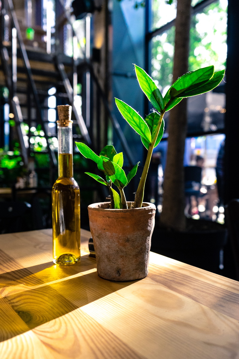 clay, outdoors, growth, leaf, orzo people music nature, sunny, no people, kraków, day, green, indors, bottle, window, glass, plant, pot, focus on foreground