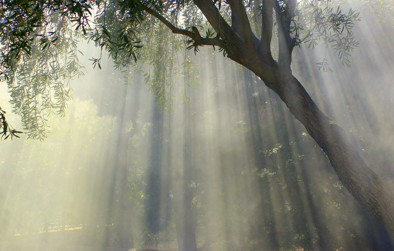 pine tree, green, land, outdoors, olive tree, foggy, scenics - nature, mist, leaf, coniferous tree, tranquility, morning, fog, sun, untitled, idyllic, no people