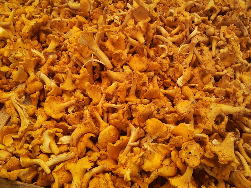 shield, full frame, leaves, farmers local market, stand, large group of objects, mushroom, food and drink, boxes, day, no people, chanterelles, garden