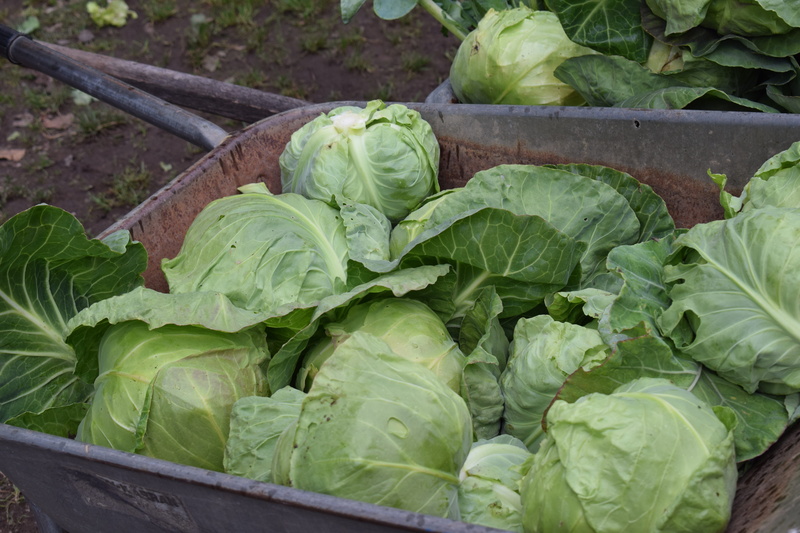 grow, brussels sprout, plant part, cultivation, green, cooking, no people, farmers market, mat, close-up, garden, fresh, seedlings, food and drink, cabbage