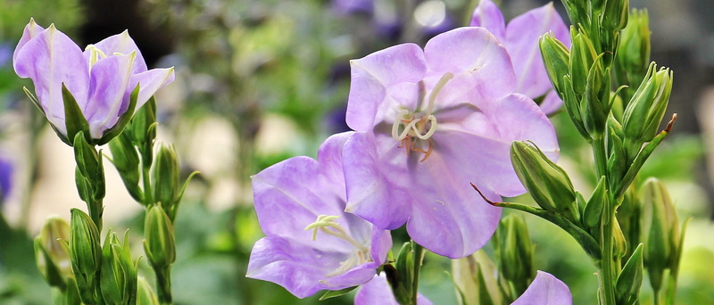 flowers, purple, outdoors, iris, petal, focus on foreground, sale, plant, summer, no people, flowering plant, flora, inflorescence, vulnerability, blossom