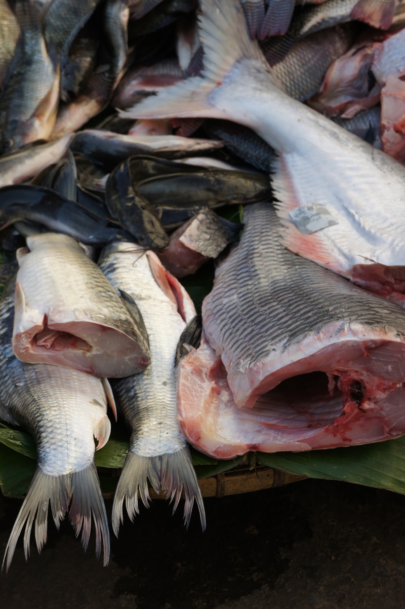 high angle view, large group of objects, healthy eating, market, farmers local market, for sale, freshness, fish, sea, seafood, sale, retail display, 4K