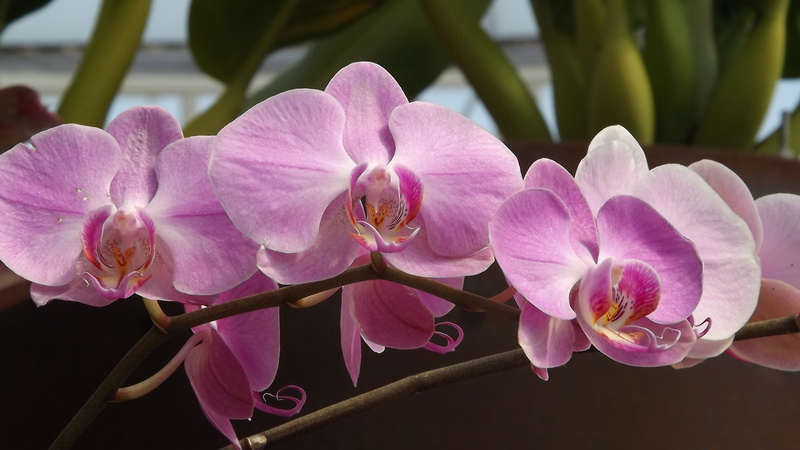 outdoors, focus on foreground, orchid, vulnerability, fragility, flower head, nature, beauty in nature, freshness, softness, day, Colorful, orquidea, pollen