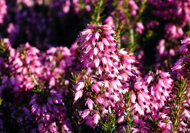 outdoors, no people, freshness, nature, flower head, petal, fragility, flowers, lilac, pollination, animal, spring, flower, erica, day, inflorescence, vulnerability