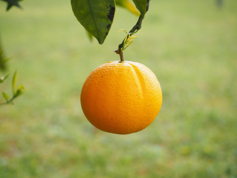 plant part, summer, focus on foreground, orange, nature, sweet orange, Fruit, delicious, nutrition, wellbeing, branch, citrus Fruit, diamond green, agriculture
