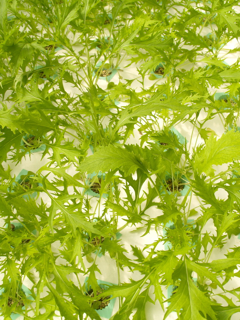 garden, fried, food and drink, good, close-up, Produce, full frame, nutrition, organic, backgrounds, market, farm, green color, healthy eating, Market