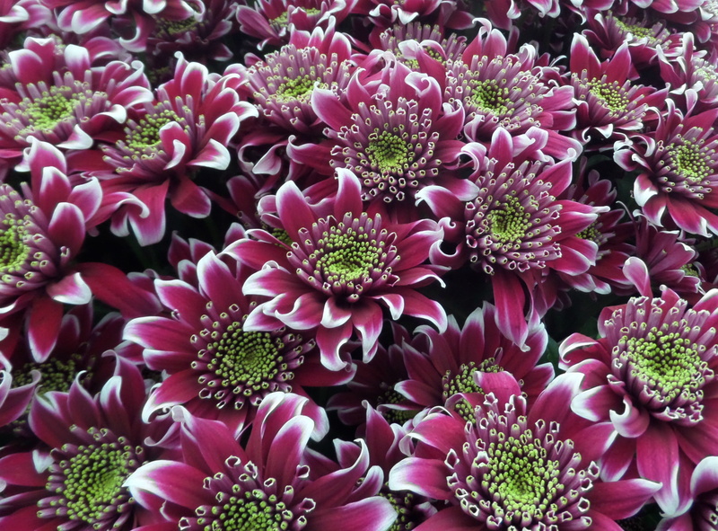 fragility, spring, growth, bunch of flowers, Pink, bouquet, high angle view, 2K, flower Head, freshness, chrysanthemum blooms saba, flowering plant, springtime