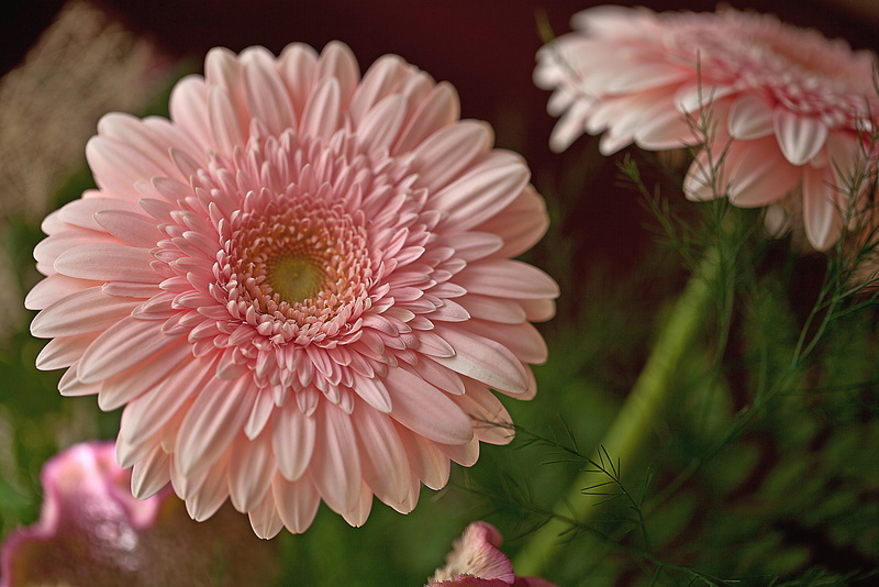 petal, no people, bouquet, closeup, inside a flower, pollen, growth, daisy, blooming, beauty in nature, flowering plant, gerbera daisy, bouquet of flowers