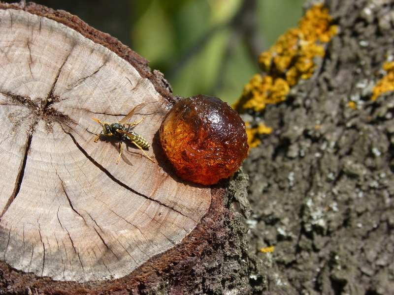 animal themes, close-up, resin, outdoors, brown, section, textured, branch cut, wasp, tree, no people, tree trunk, bark, invertebrate, animal wildlife