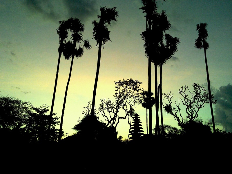 scenics - nature, outdoors, nature, growth, coconut palm tree, sunset, tree trunk, tall - high, silhouette, beauty in nature, tranquil scene, tranquility