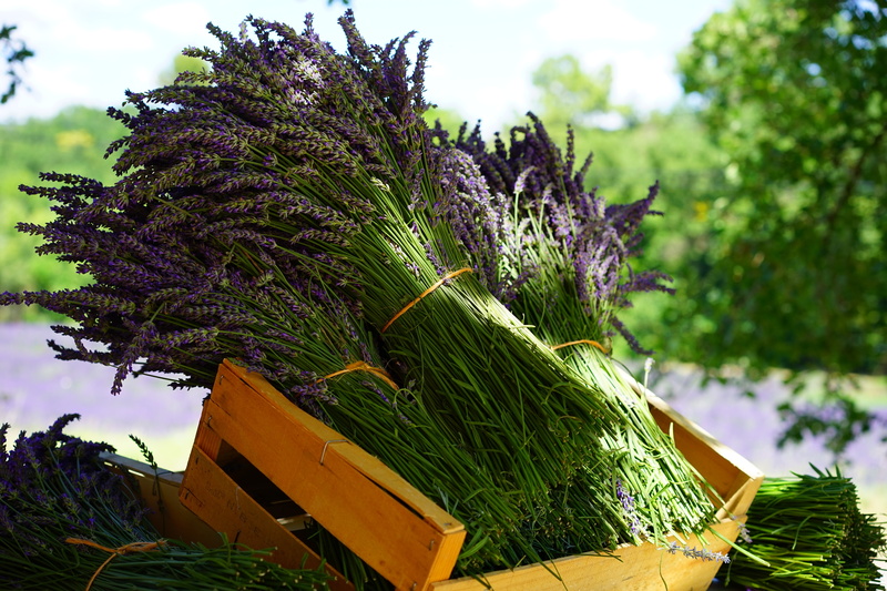 medicinal products, lavender bouquet, blossom, container, flowering plant, homeopathy, aroma, medical, well being, posy, flower, bundle, healthy, green color