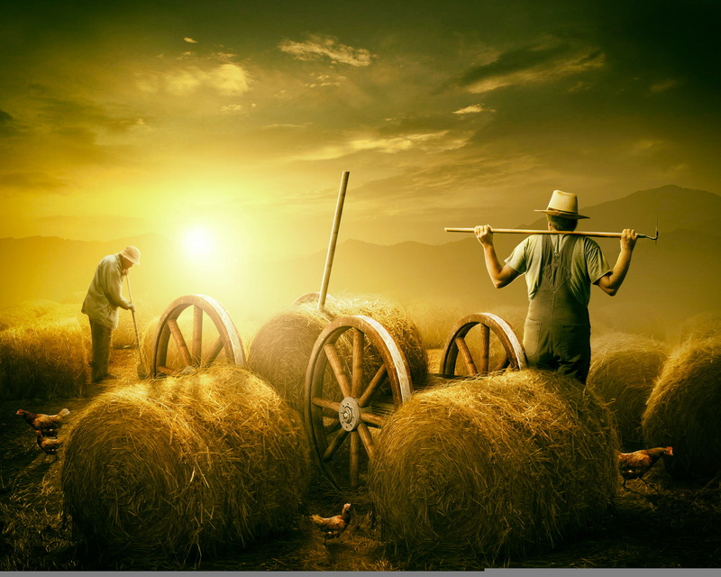summer, 1080P, hay, Strada, farmer, heat