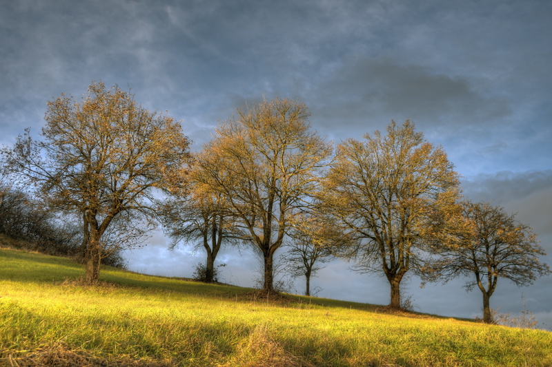 rural Scene, outdoors, scenics, appennino, yellow, cloud - Sky, sunset, tree, autumn, tramonto, Castellarano, Italia, meadow, forest, grass, landscape