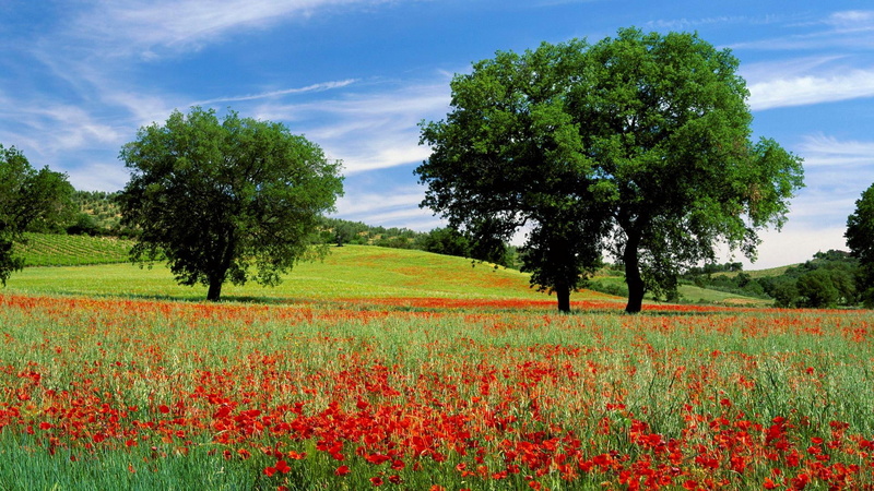 trees, 1080P, toscana, 3d and abstract, flowers, poppies, field