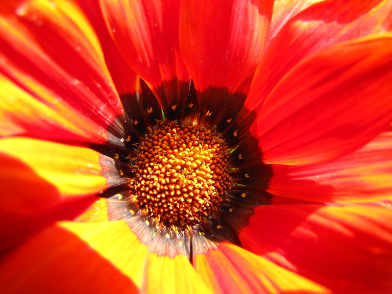 nature, toscana, 4K, yellow, fiori, close-up, red, orange Color, plant, tuscany, italia, gerbera Daisy, petal, beauty In Nature, flower Head, daisy, macro