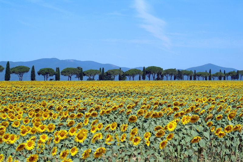 sunflower, tuscany, daytime, summer, rural Scene, toscana, yellow, farm, plant, flower, nature, Maremma Toscana, agriculture, field, maremma  toscana, outdoors