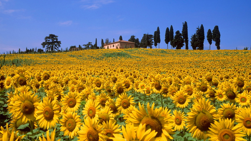 hills, the sky, Italy, 1080P, house, sunflowers, field, flowers, Italia, yellow, trees, sunflower, Toscana