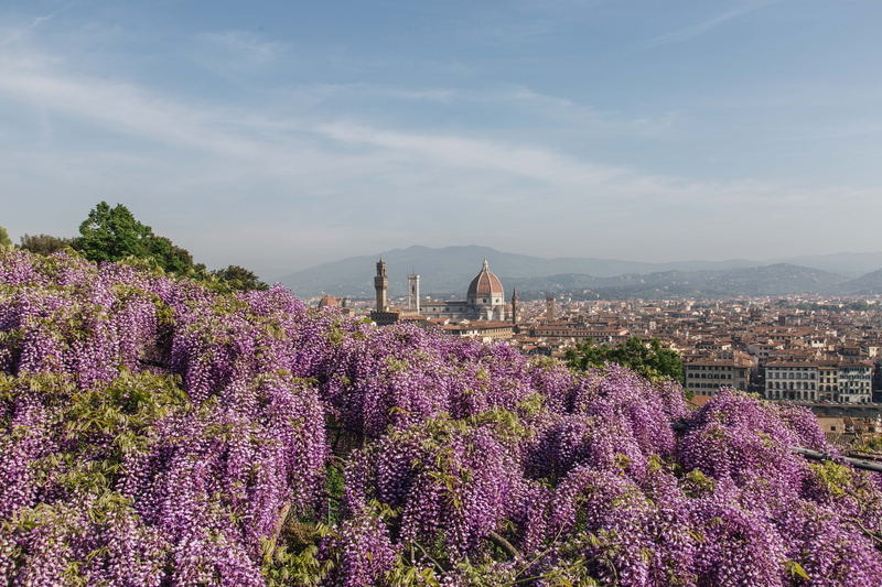 spring, tuscany, flower, built structure, outdoors, canon, growth, no people, landscape, toscana, firenze, glicine, villa bardini, wisteria, beauty in nature