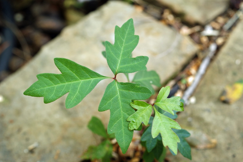 outdoors, vine, toxic, close-up, rash, vulnerability, nature, poison ivy, day, plant, plant part, 4K, irritating, leaf, fragility, itch, poisonous, focus on foreground