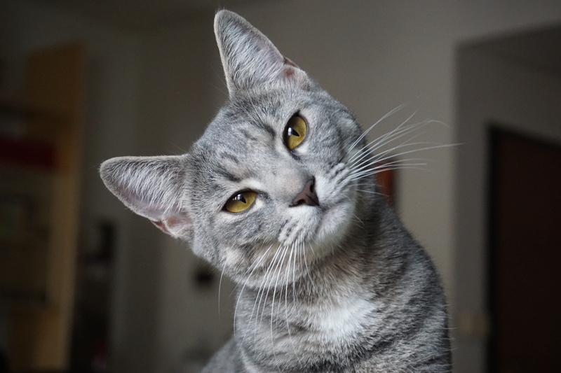 5K, domestic cat, domestic animals, yellow eyes, domestic, pets, whisker, animal, home, looking away, tabby, tilting, no people, gray, feline, cute, head