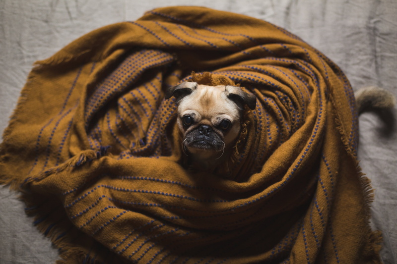 animal themes, canine, pampered, wrinkled, vertebrate, friendly, focus on foreground, wrinkles, english bulldog, purebred dog, blanket, camera, body, animal head