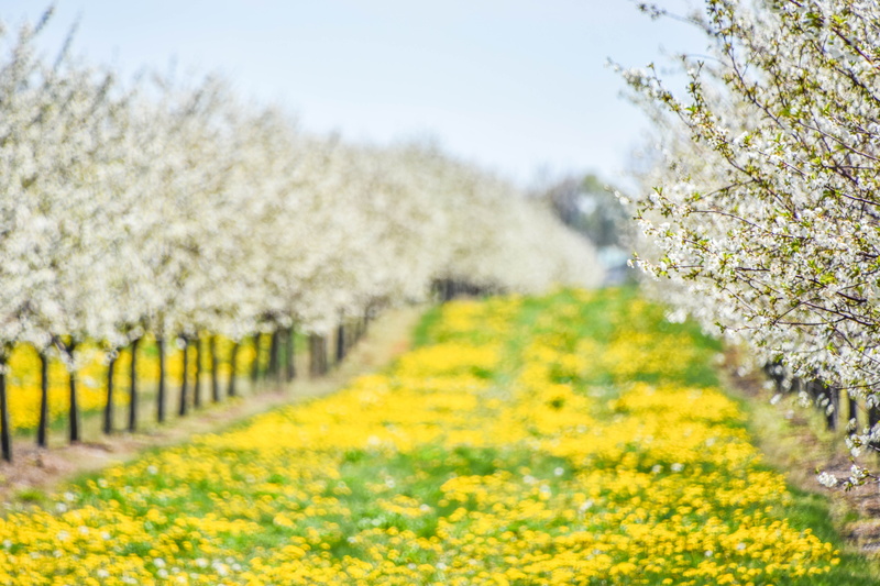 tranquil scene, selective, focus, shift, plant, rural Scene, green Color, nature, land, blossom, flowering plant, crop, tilt-shift photography, tilt, flower