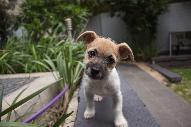 cute, building exterior, tilted, canine, near, pets, architecture, young, daytime, terrier, nature, day, portrait, focus on foreground, one animal, mammal
