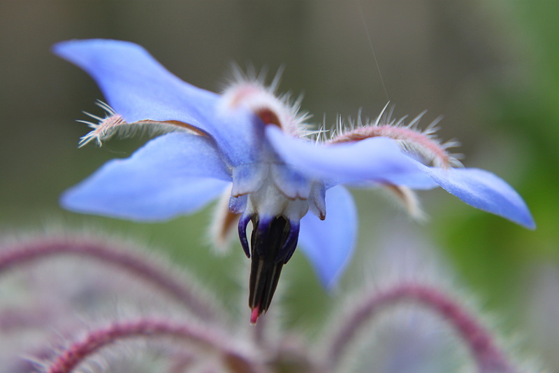 nature, tilt shift lens, petal, beauty In Nature, photo, de, flower Head, plant, Canon EOS 500D, jardin, fleur, borage, lens, close-up, garden, tilt, macro